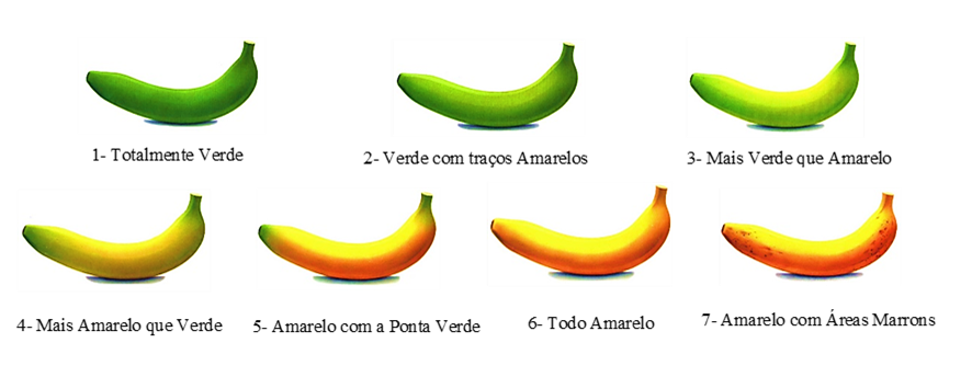 Escala de maturação da banana segundo Von Loesecke.